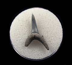 Cheap Lee Creek Sand tiger shark shark tooth | Buried Treasure Fossils