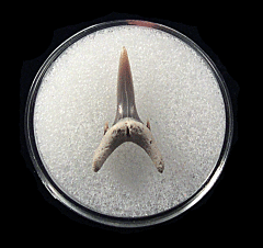 Odontaspis acutissima
