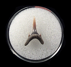 Odontaspis acutissima