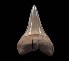 Perfect Lee Creek Cosmopolitodus tooth for sale | Buried Treasure Fossils