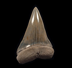 Perfect Lee Creek Cosmopolitodus tooth for sale | Buried Treasure Fossils