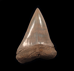Big No. Carolina  Mako tooth for sale | Buried Treasure Fossils