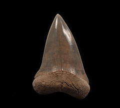 Perfect Lee Creek Cosmopolitodus tooth for sale | Buried Treasure Fossils