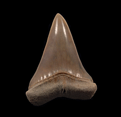 Perfect Lee Creek Cosmopolitodus tooth for sale | Buried Treasure Fossils