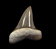Isurus hastalis   (Carcharodon hastalis)