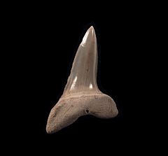 Isurus oxyrinchus - Shortfin Mako