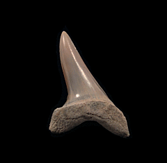 Aurora Isurus desori tooth for sale | Buried Treasure Fossils