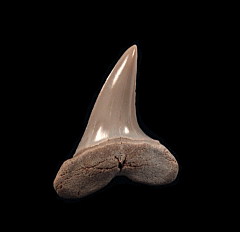Lee Creek Isurus oxyrinchus shark tooth for sale | Buried Treasure Fossils