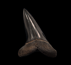 Big Aurora Longfin Mako tooth | Buried Treasure Fossils