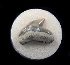 Galeocerdo cuvier