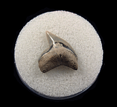 Galeocerdo cuvier