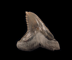 Extra Large Lee Creek Hemipristis shark tooth | Buried Treasure Fossils