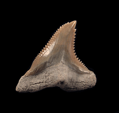 Hemipristis serra tooth from Lee Creek | Buried Treasure Fossils