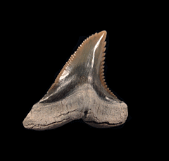 Top Quality Lee Creek Hemipristis serra tooth | Buried Treasure Fossils