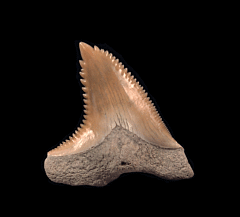 Real Aurora Hemipristis upper jaw tooth for sale | Buried Treasure Fossils