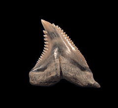 Hemipristis serra