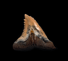 Large Lee Creek Hemipristis lateral tooth for sale | Buried Treasure Fossils