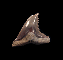 Big Lee Creek Hemipristis tooth for sale | Buried Treasure Fossils