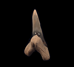 Hemipristis serra