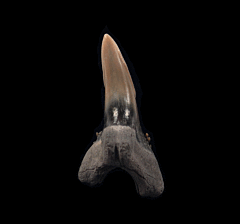 Quality Aurora Hemipristis tooth for sale - Miocene | Buried Treasure Fossils