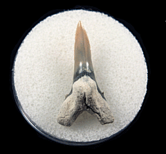 Real Aurora Hemipristis tooth for sale | Buried Treasure Fossils