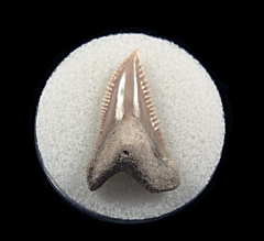 Lee Creek Hemipristis shark tooth for sale | Buried Treasure Fossils