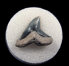 Hemipristis serra