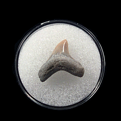 Quality Aurora Alopias vulpinus tooth | Buried Treasure Fossils
