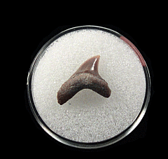 Lee Creek Alopias vulpinus shark tooth | Buried Treasure Fossils