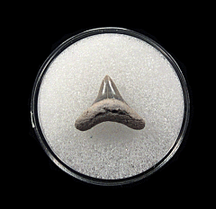Quality Aurora Alopias vulpinus tooth | Buried Treasure Fossils