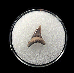 Tan Lee Creek Alopias vulpinus tooth from No. Carolina for sale | Buried Treasure Fossils