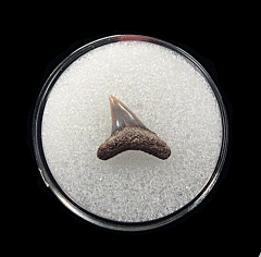 Aurora Thresher shark tooth for sale | Buried Treasure Fossils