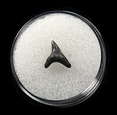 Large Lee Creek Alopias superciliosus shark tooth for sale| Buried Treasure Fossils