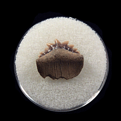 Quality Sevengill Cow shark tooth for sale | Buried Treasure Fossils