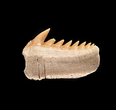 Hexanchus griseus - Sixgill Cow shark