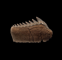 Hexanchus griseus - Sixgill Cow shark