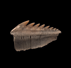 Hexanchus griseus - Sixgill Cow shark