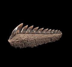 Hexanchus griseus - Sixgill Cow shark