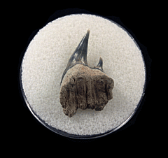 Aurora Hexanchus gigas tooth for sale | Buried Treasure Fossils