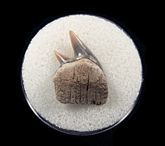 Large Lee Creek Hexanchus shark tooth for sale | Buried Treasure Fossils