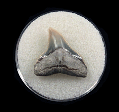 Colorful Aurora Bull shark tooth | Buried Treasure Fossils