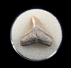 Lee Creek Bull shark tooth | Buried Treasure Fossils