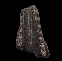 Dolphin tooth from No. Carolina | Buried Treasure Fossils