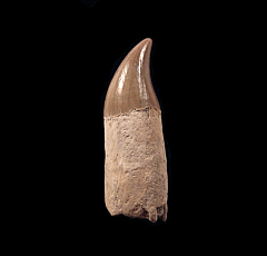 Large Lee Creek Dolphin tooth | Buried Treasure Fossils