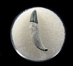 Dolphin tooth from No. Carolina | Buried Treasure Fossils