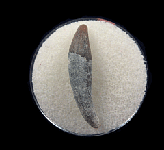 Quality Lee Creek Dolphin tooth for sale | Buried Treasure Fossils