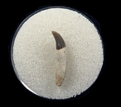 Aurora Dolphin tooth for sale | Buried Treasure Fossils