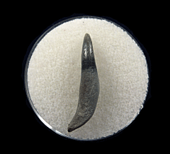Lee Creek Dolphin tooth | Buried Treasure Fossils