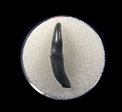 Real Lee Creek Dolphin tooth | Buried Treasure Fossils