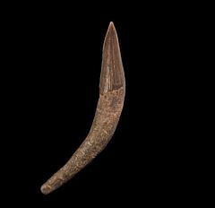 Aurora Squalodon tooth | Buried Treasure Fossils